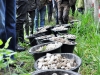 Biotopvård för fisk: restaurera lekplats för öring