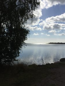 bjork-nere-vid-djursviks-hamn